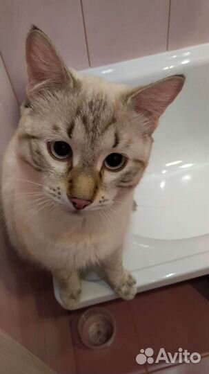 Котики в добрые руки