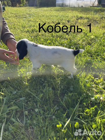 Русский охотничий спаниель щенки объявление продам
