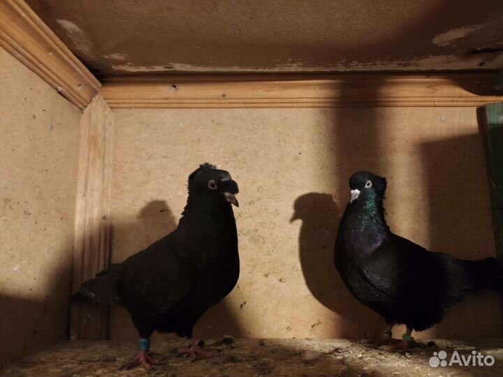 Голуби разные