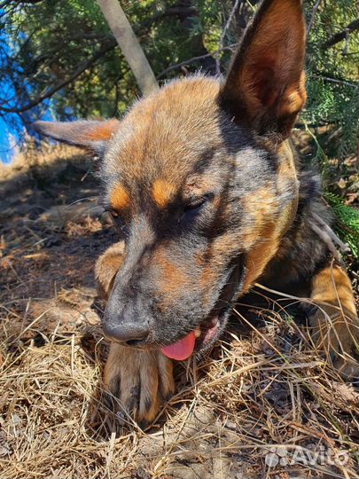 Собаке нужен дом