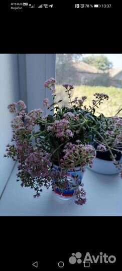 Красула пиктурата