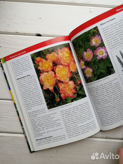 Цветущий сад Хельмут Янтра