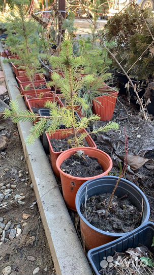 Ель зеленая и голубая