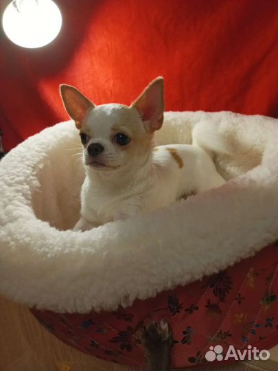 Чихуахуа девочка