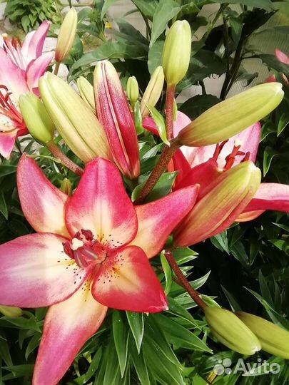 Лилии луковицы