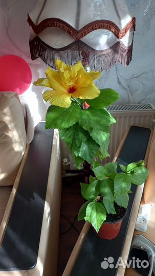 Комнатные цветы