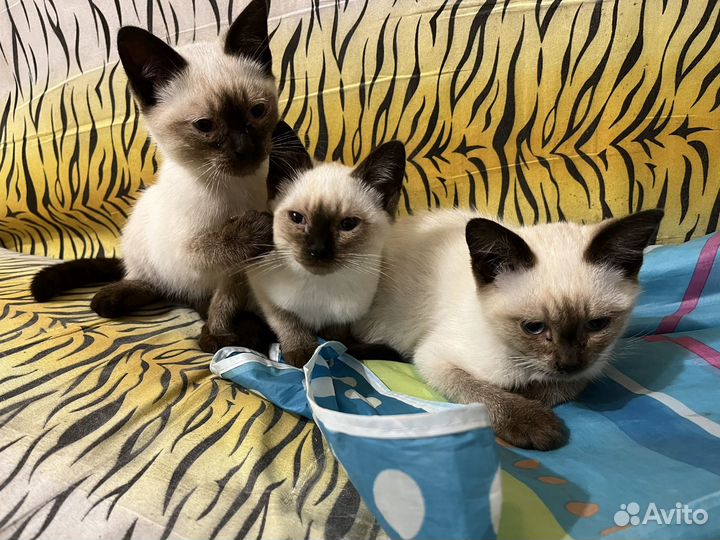 Сиамские котята