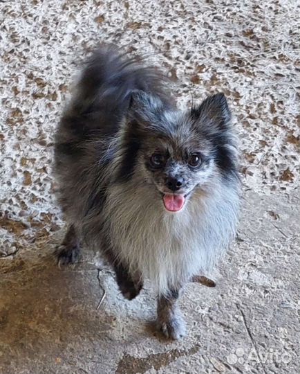 Девочка мерле