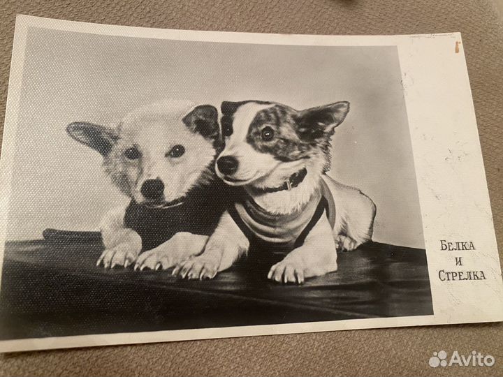 Почтовые карточки Белка и Стрелка