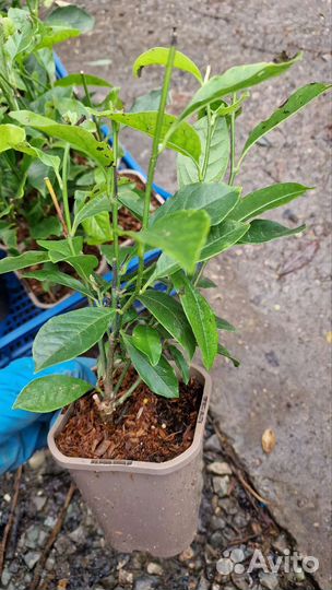 Магнолии разные сорта