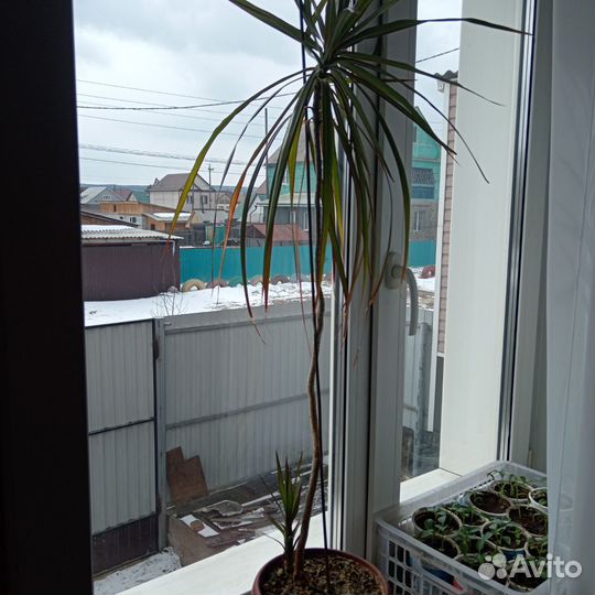 Пальма драцена