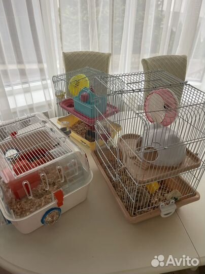 Хомяк отдам в добрые руки