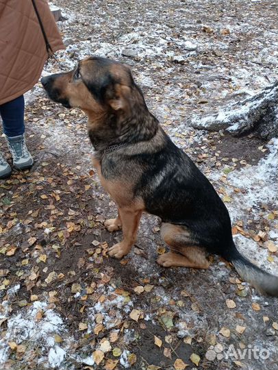 Буран в добрые руки