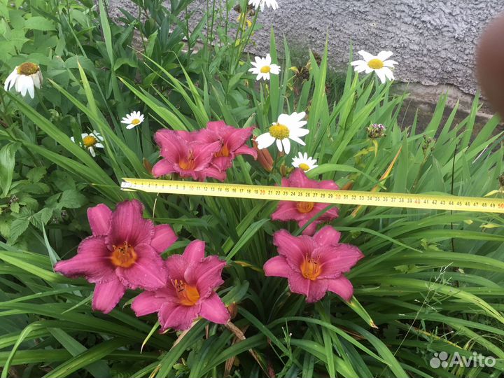 Лилейники сортовые элитные