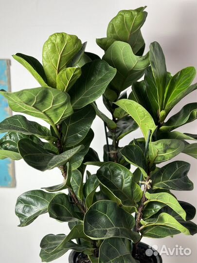 Фикус лирата бомбино 3 ст
