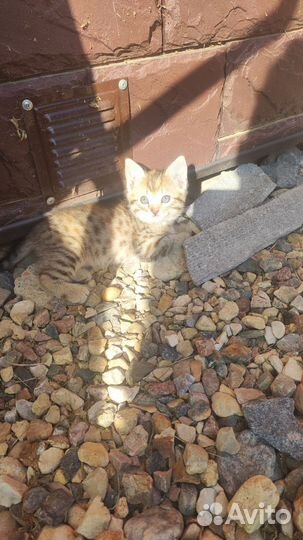 Прелестные котята