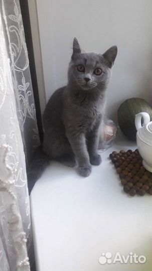 Британская