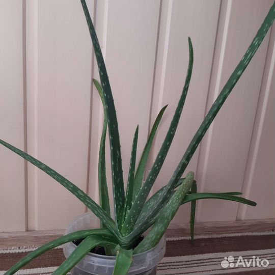 Алоэ лечебный