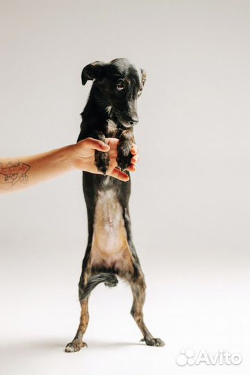 Миниатюрный метис в добрые руки