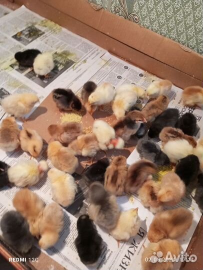 Цыплята суточные домашние и подрощенные цыпляты