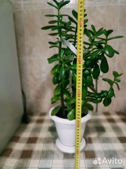 Крассула толстянка