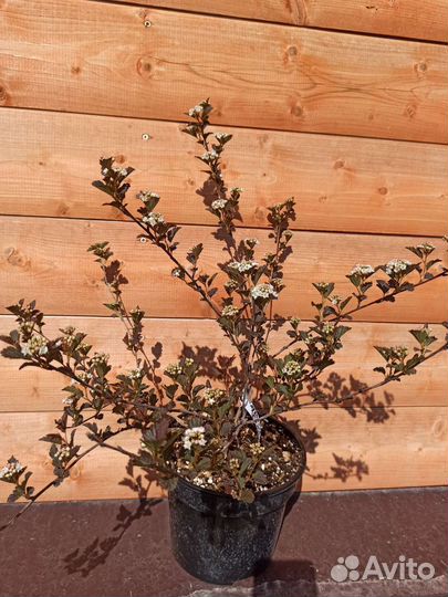 Спиреи, пузыреплодники, ягодные и др