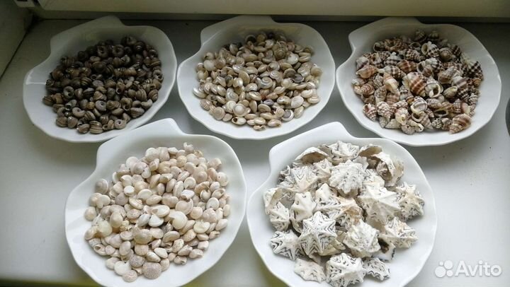 Морские раковины