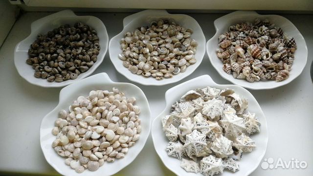 Морские раковины