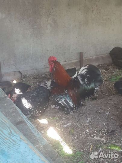Куры и петухи порода Кохин и Беткамки Декаротивные