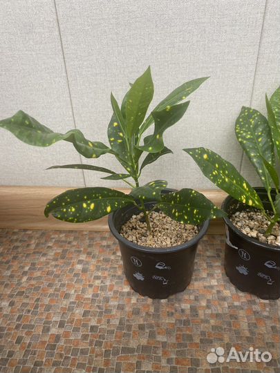 Пальма Хамедорея Кодиеум кротон аукуболистный