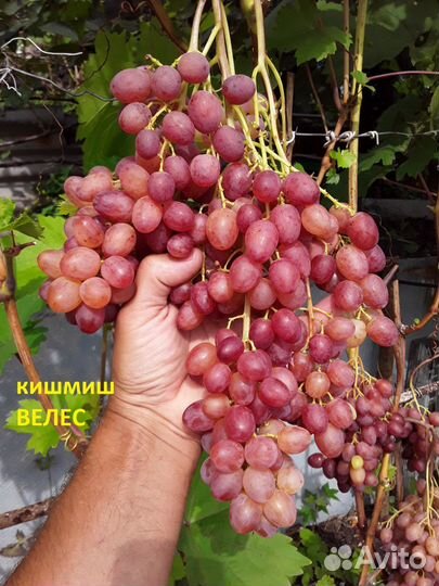 Саженцы винограда