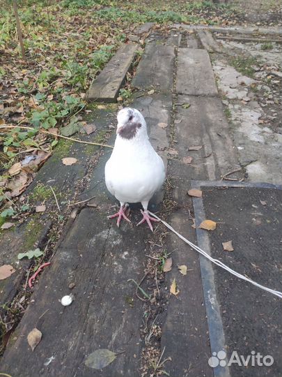 Голубь кинг