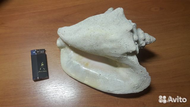 Ракушка Рапан с карибского моря