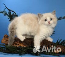 Котики Рэгдолл