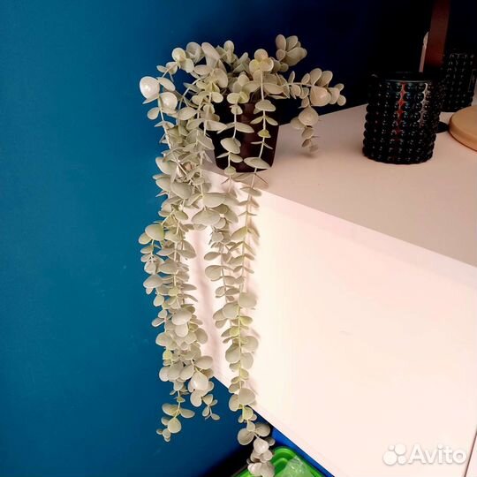 Эвкалипт искусственный икеа новый