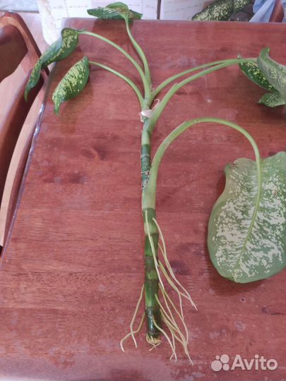 Диффенбахия