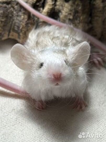 Декоративные мыши тексель сатиновые