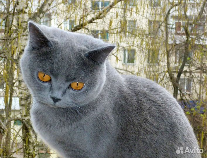 Продам кошку