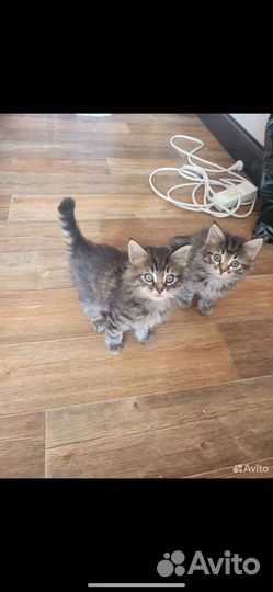 Кошка в дар бесплатно