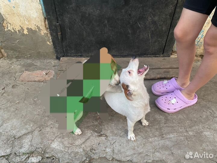 Джек рассел