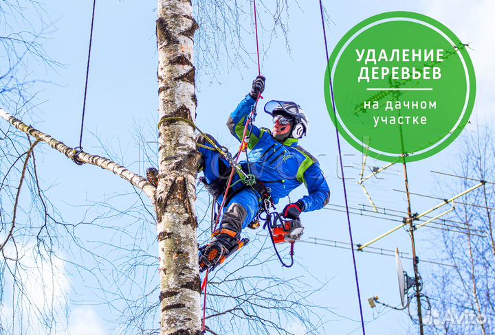 Обрезка, спил и удаление деревьев в Орехово-Зуево