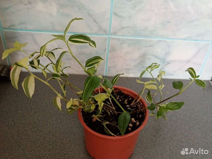 Традесканция