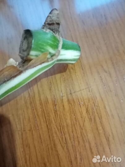 Монстера Альба и другие