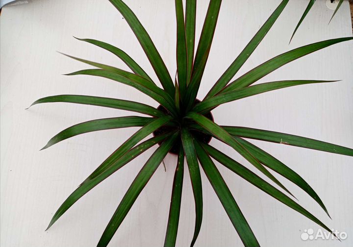 Драцена маргината