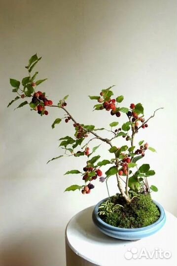 Гранат махровый комнатный, шелковица комнатная