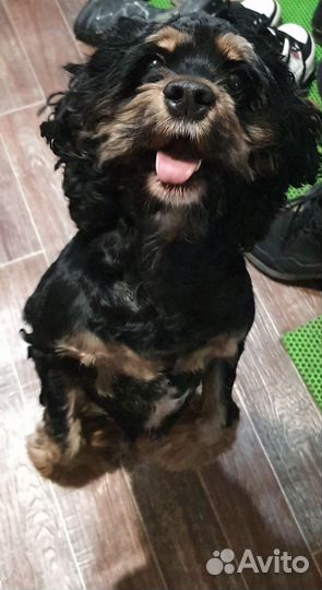 Собака в добрые руки, отдам бесплатно