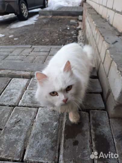 Кошки в добрые руки