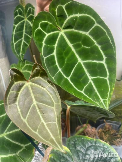 Антуриум кристаллинум