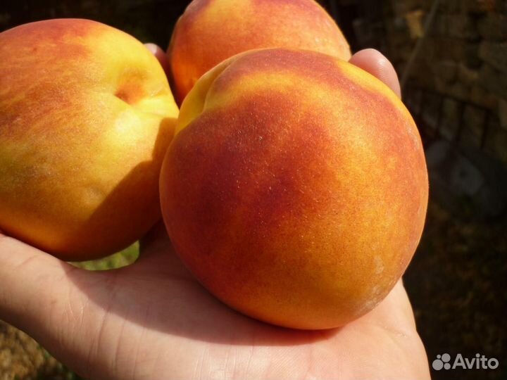 Саженцы персика Крымская осень