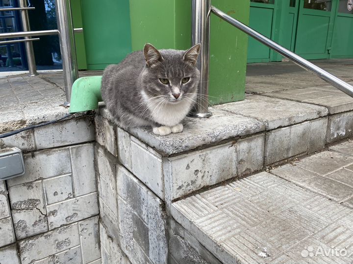 Отдам бесплатно котика
